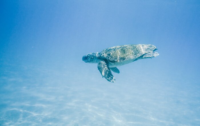 turtle island zante