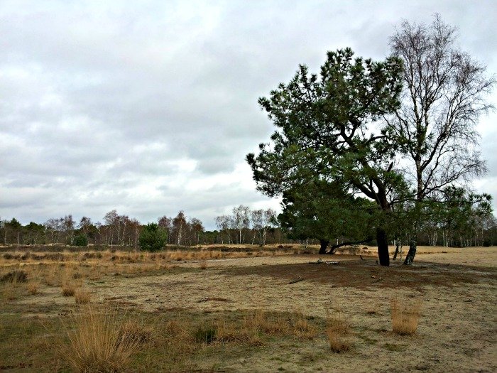 grenspark de zoom-kalmthoutse heide wandelen