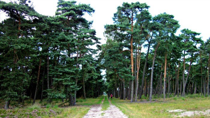 kalmthoutse heide wandeling
