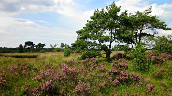 kalmthoutse heide wandelroute