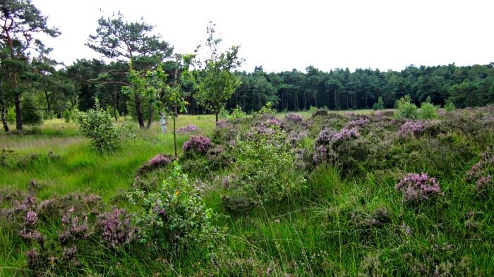 wandelen kalmthoutse heide