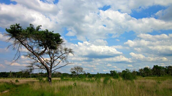 De Kalmthoutse Heide in de zomer en de winter: een fotoverslag 34