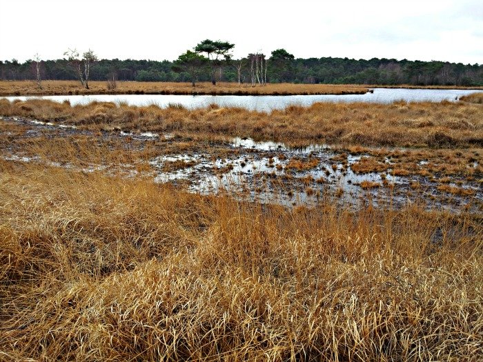 zoom kalmthoutse heide