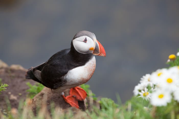 iceland bird puffin