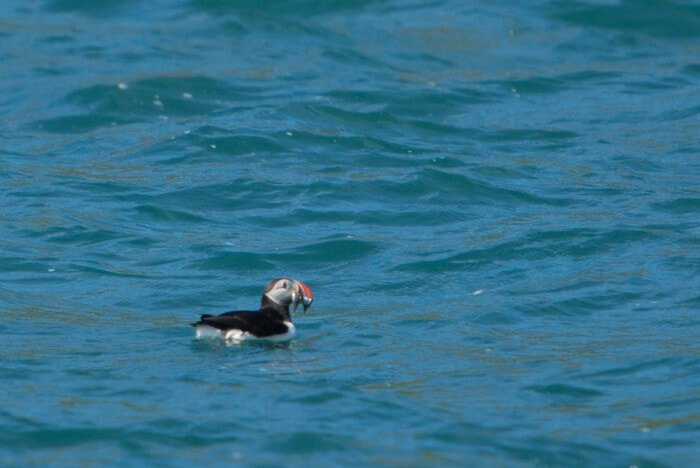 iceland puffin island