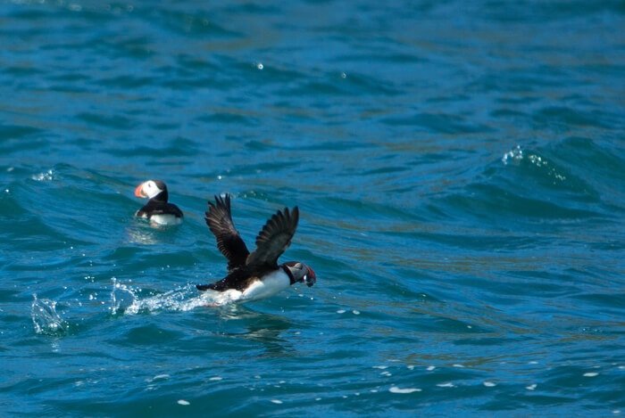 iceland puffin