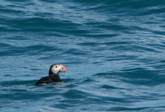 puffin island iceland