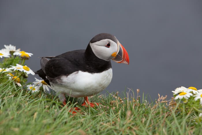 LE MEILLEUR ENDROIT POUR VOIR LES MACAREUX EN ISLANDE 7