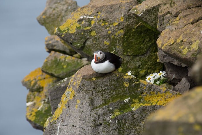 puffin watching iceland