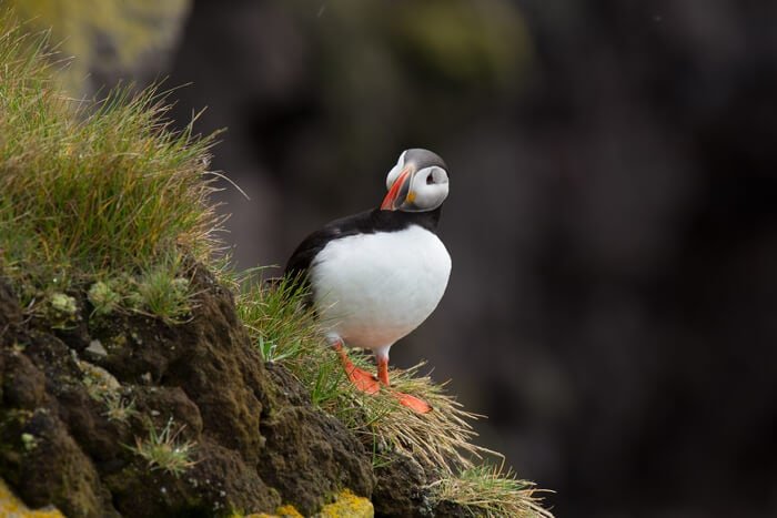 puffins island iceland