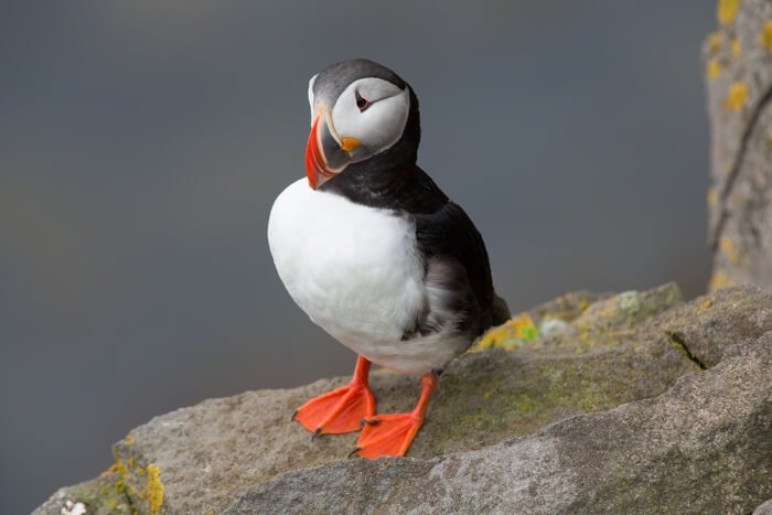 The best place to see puffins in Iceland 69