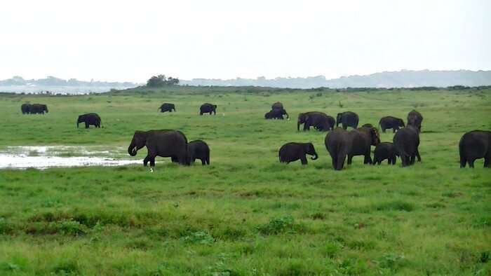 kaudulla national park sri lanka