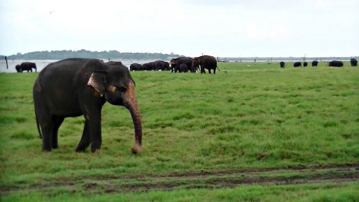 Kaudulla National Park jeep safari: spotting elephants 5