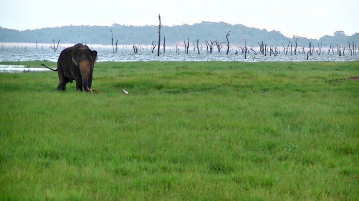 minneriya kaudulla national park