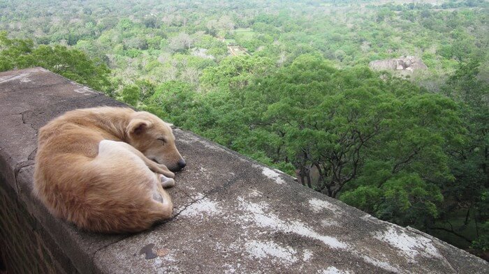 lions head sri lanka sigiriya rock