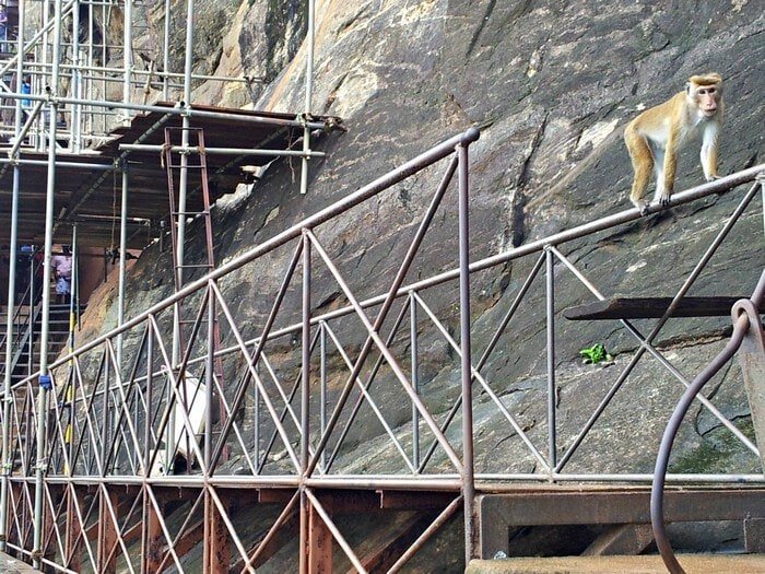 sigiriya rock sri lanka lions rock