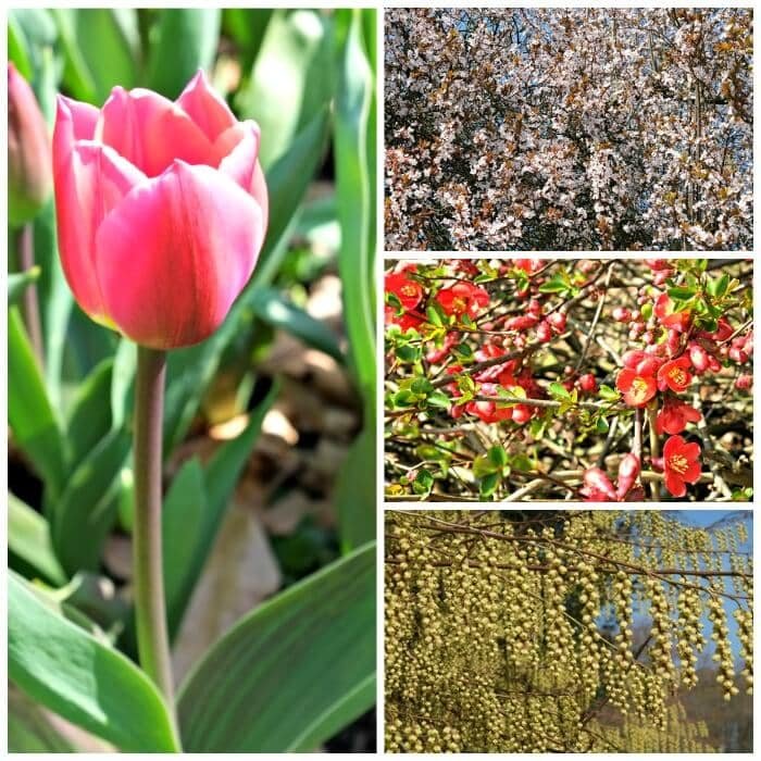 meise plantentuin