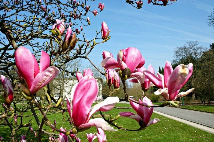 Meise Botanic Garden: History, Attractions and Guide 36