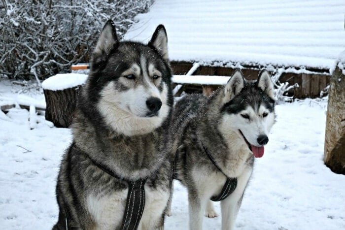 12 fun things to do in Austria in winter if you don't ski 15