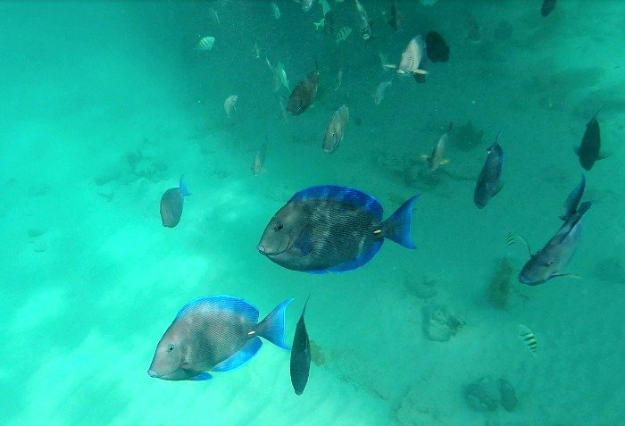 wat te doen in aruba