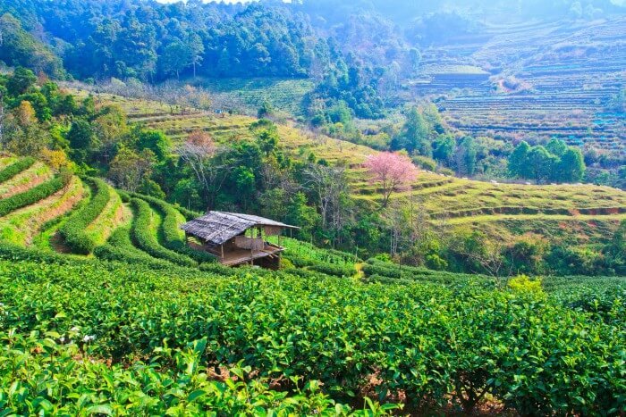 tea in chiang mai