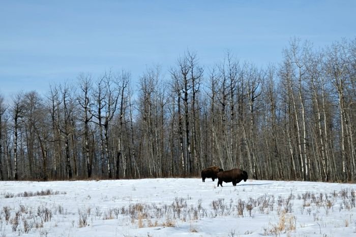 elk island trails