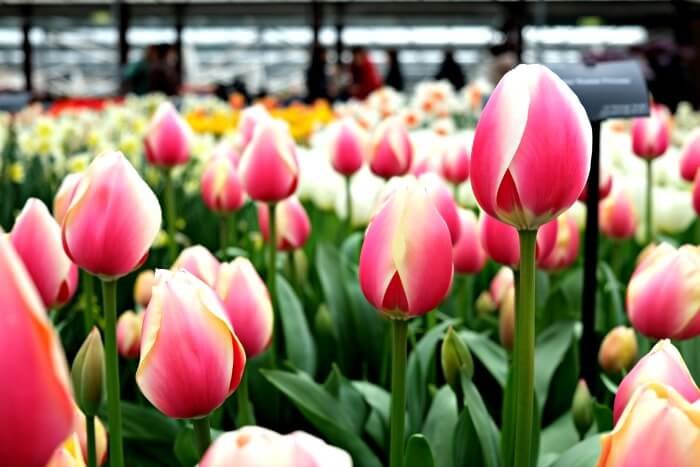 bloemenpark nederland