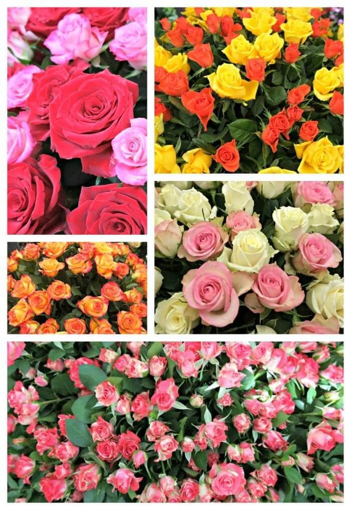 floralia belgium