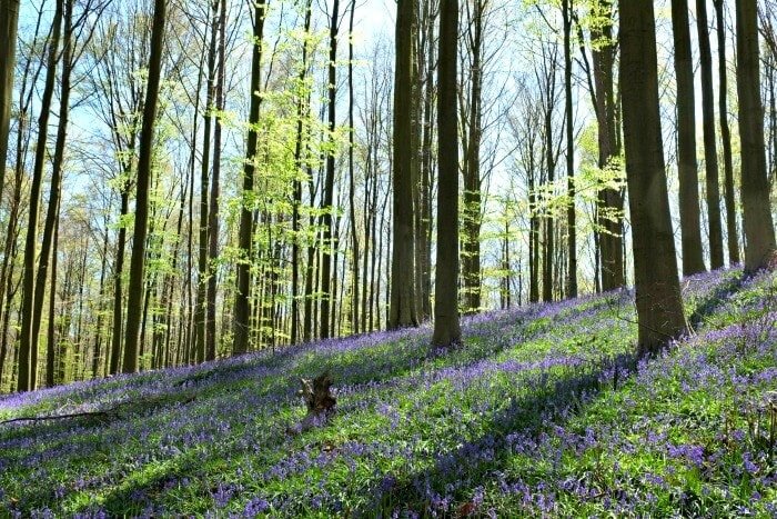 blue forest belgium