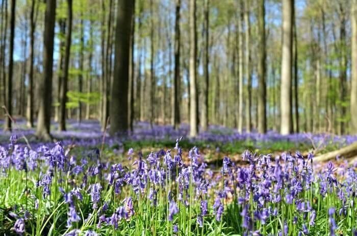 Visiting Hallerbos: The Blue Forest of Belgium 30