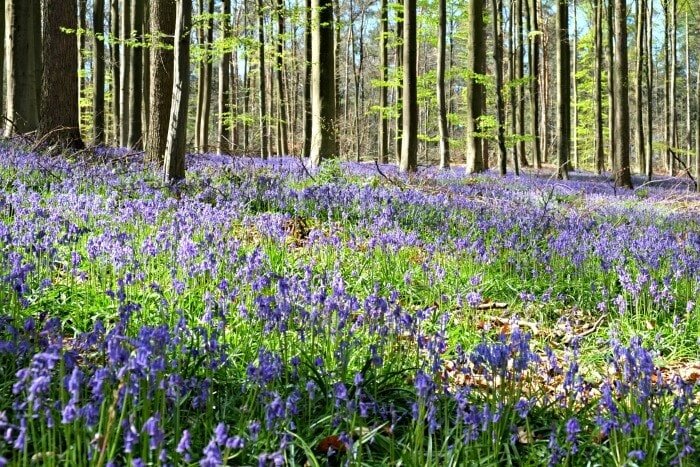 hallerbos bloeiperiode