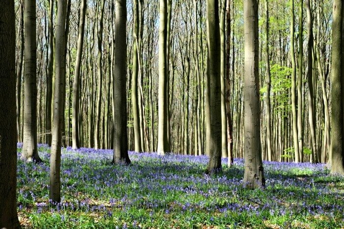 bluebells forest