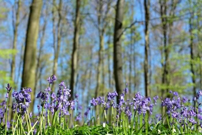 Wanneer de Hallerbos hyacinten de bodem paarsblauw kleuren 5