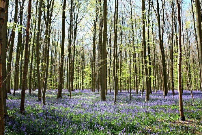 wandeling hallerbos