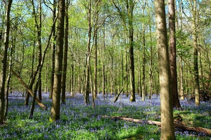 haller bos