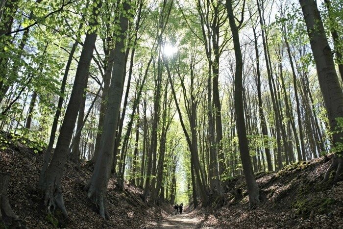 hallerbos belgium