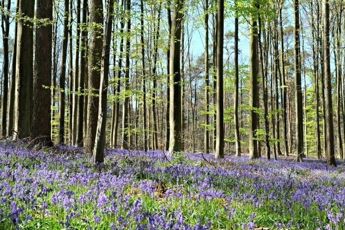 hallerbos bloemen
