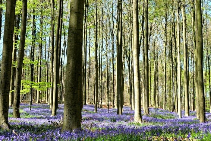 hyacinten hallerbos