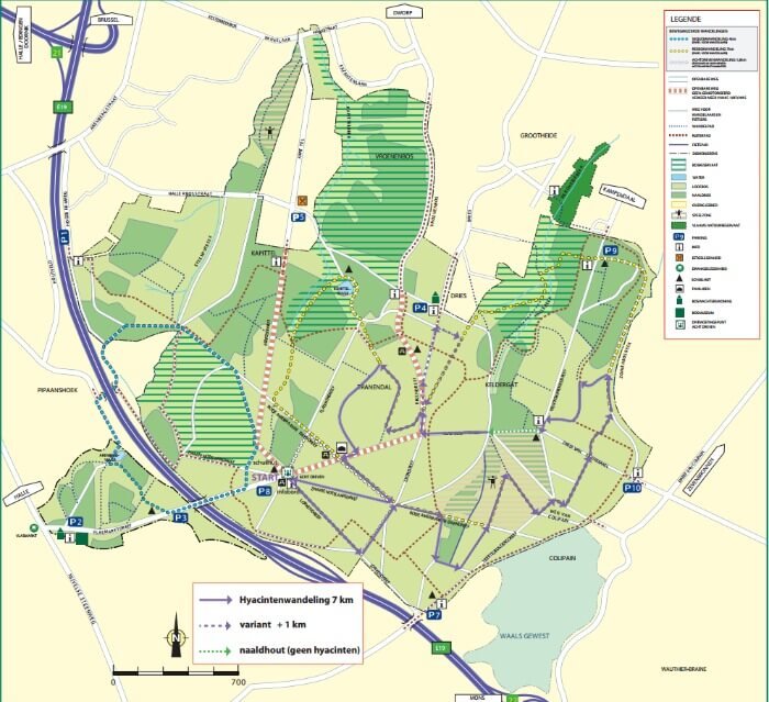 hallerbos forest