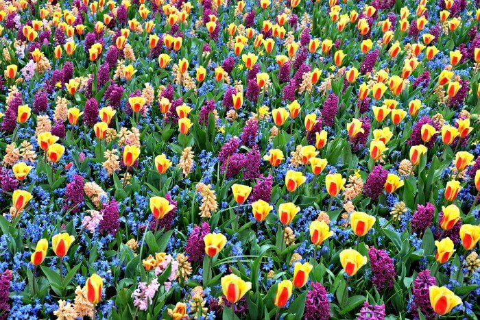 Tulpentuin Keukenhof van op de grond en van in de lucht 3