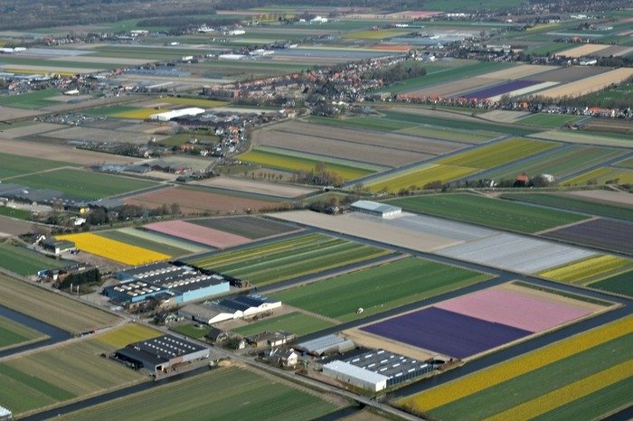 tulpen in nederland keukenhof