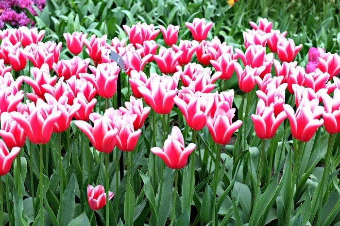 tulpen amsterdam keukenhof