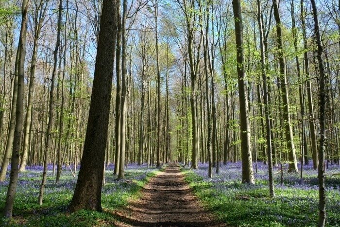 hyacinten hallerbos
