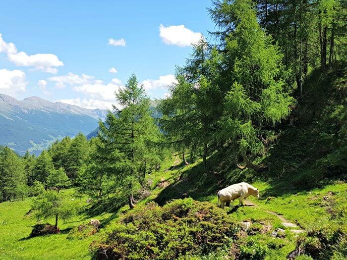wandelen oostenrijk zomer