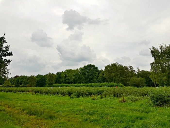 blueberry fields beringen