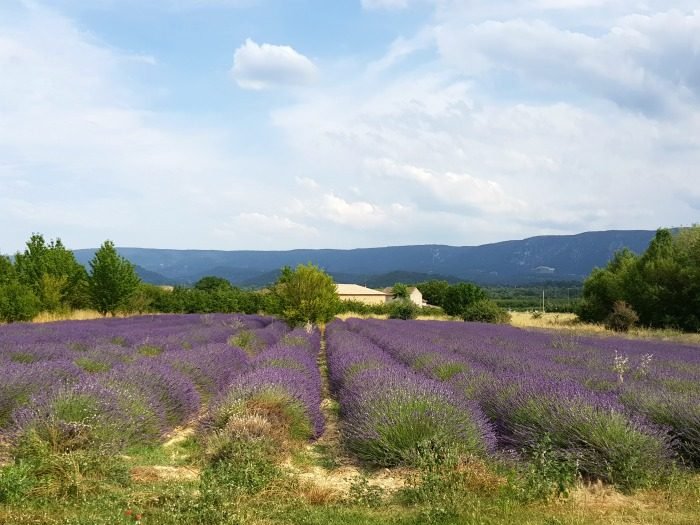 lavendelveld provence frankrijk