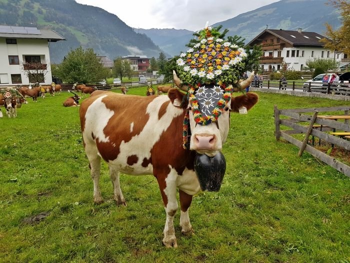 A full day at an Almabtrieb festival in Tirol, Austria 5