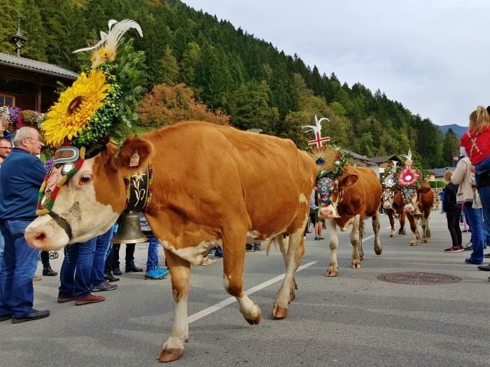almabtrieb gerlos