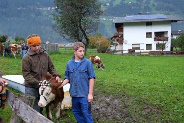 almabtrieb in tirol