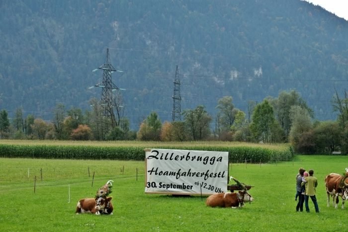 almabtrieb zillertal